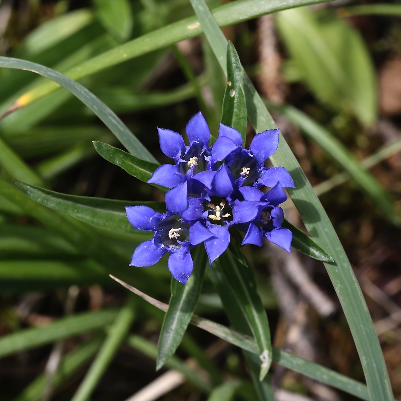 Image of Gentiana kirilowii specimen.