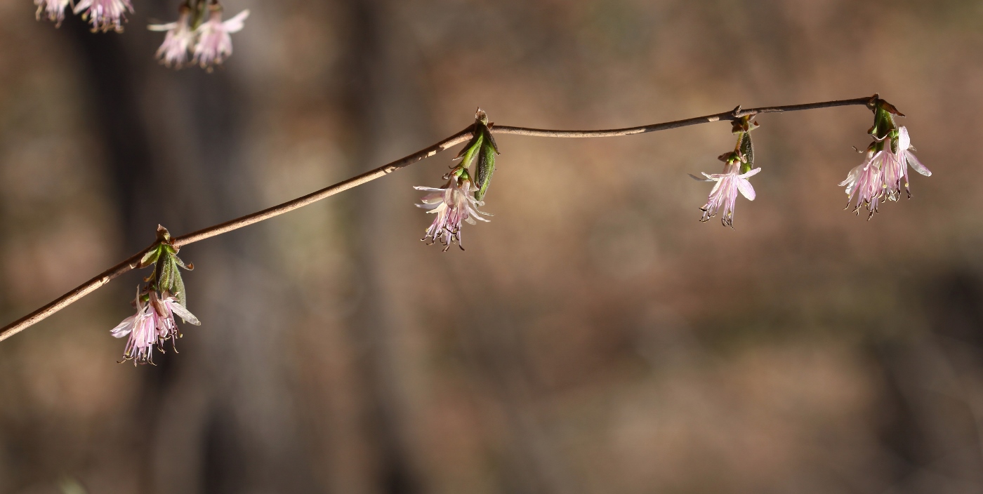 Image of Lonicera praeflorens specimen.