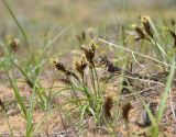 Carex stenophylla