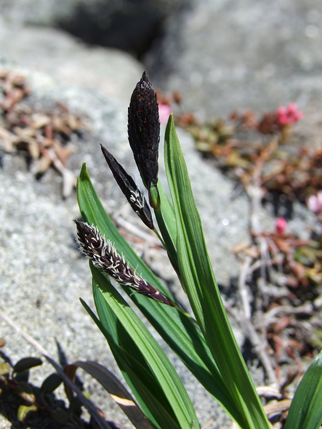 Изображение особи Carex riishirensis.