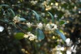 Osmanthus heterophyllus. Верхняя часть ветви с соцветиями. Краснодарский край, г. Сочи, Центральный р-н, в культуре. 18.11.2017.