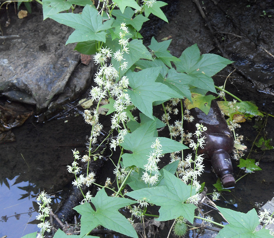 Изображение особи Echinocystis lobata.