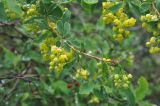 Berberis vulgaris. Ветвь с соцветиями. Грузия, Казбегский муниципалитет, нижняя часть вост. склона горы Казбек. 22.05.2018.