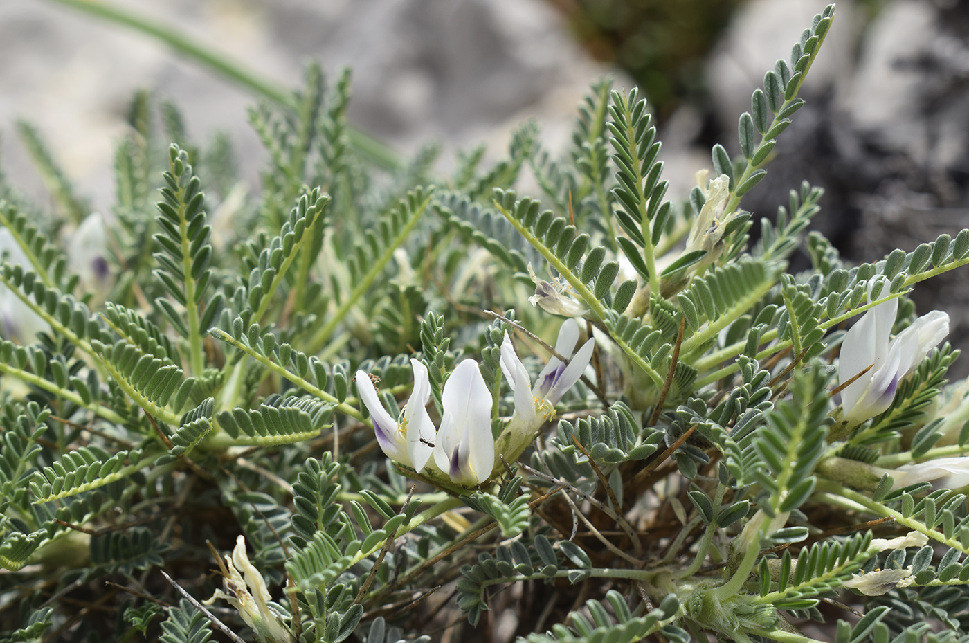 Изображение особи Astragalus tragacantha.