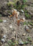 Primula meyeri