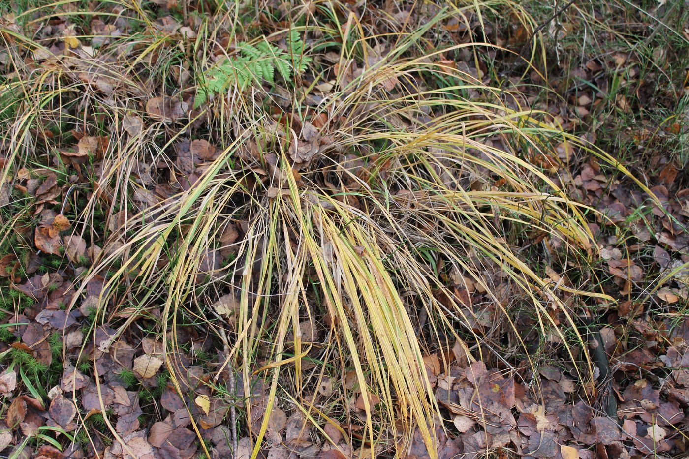 Изображение особи Calamagrostis arundinacea.