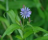 Lactuca sibirica. Верхушка цветущего растения. Иркутская обл., Слюдянский р-н, долина р. Слюдянка, смешанный лес. 24.07.2018.