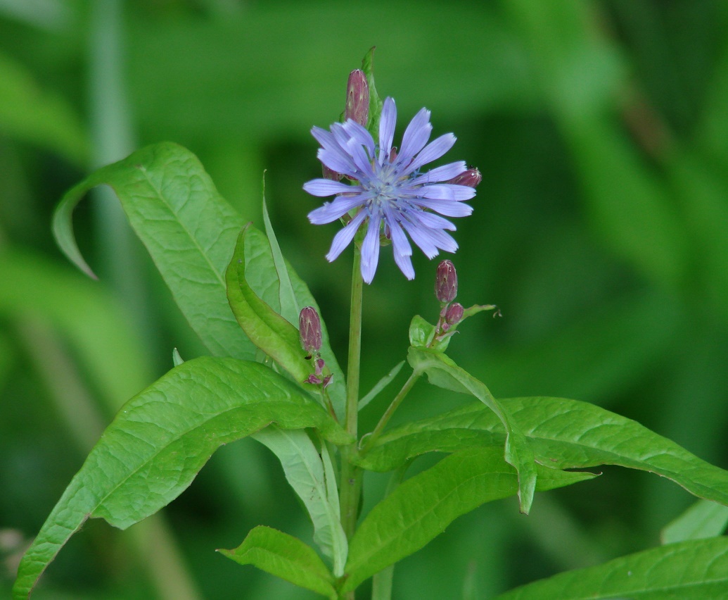 Изображение особи Lactuca sibirica.