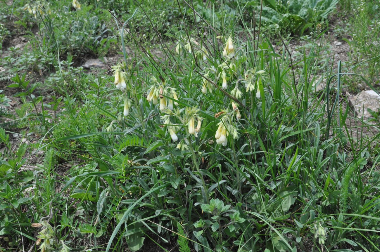 Изображение особи Onosma caucasica.