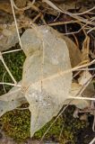 Stellaria bungeana