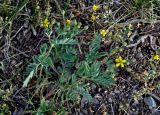 Potentilla bifurca. Цветущее растение. Алтай, Онгудайский р-н, низовья р. Урсул, ≈ 600 м н.у.м., сухой склон. 10.06.2019.