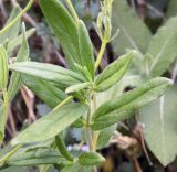 Veronica dentata