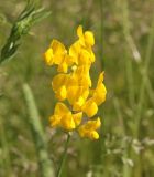 Lathyrus pratensis. Соцветие с притаившимся пауком. Калужская обл., Боровский р-н, окр. дер. Чёлохово, сенокосный луг на старой залежи. 22 июня 2020 г.