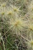 Spinifex longifolius