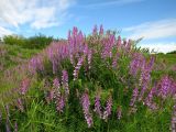 Vicia tenuifolia