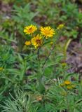 Inula japonica