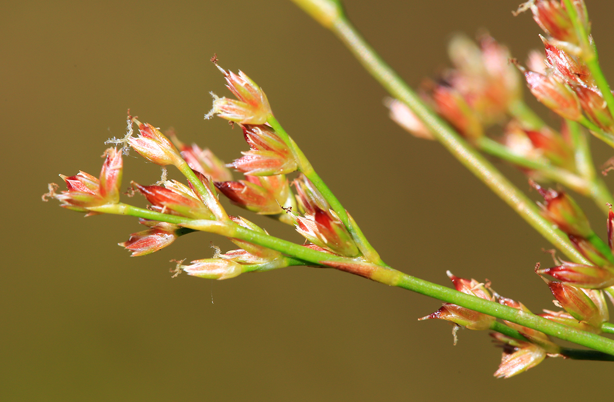 Изображение особи Juncus turczaninowii.