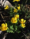 Ranunculus polyrhizos