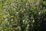 Cirsium buschianum