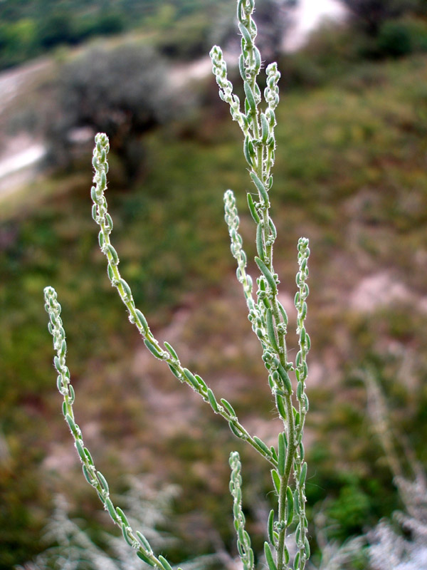 Изображение особи Sedobassia sedoides.