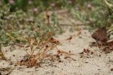 Juncus ambiguus. Плодоносящее растение. Беларусь, Витебская обл., дер. Сурмино, берег озера, суходольный луг на песке, низкотравный участок с обнажённым субстратом. 22.06.2023.