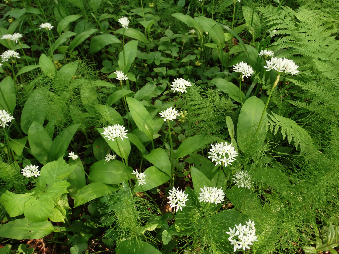 Изображение особи Allium ursinum.