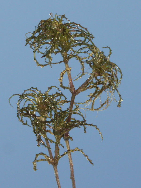 Image of Caulinia minor specimen.