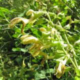 Salvia glutinosa. Верхушка соцветия. Карачаево-Черкесия, Зеленчукский р-н, долина р. Аксаут, окр. аула Красный Карачай. 12.08.2011.