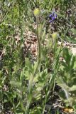 Ranunculus oxyspermus