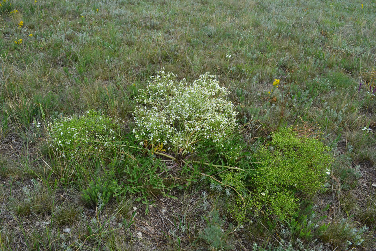 Изображение особи Crambe tataria.