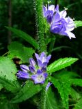 Campanula cervicaria