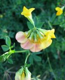 Lotus corniculatus. Соцветие. Австрия, Южная Каринтия, г. Филлах. 18.06.2012.