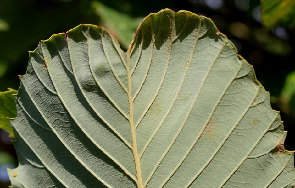 Изображение особи Quercus pontica.