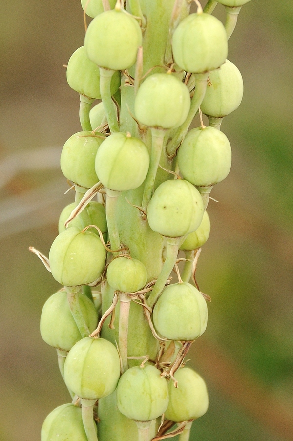 Изображение особи Eremurus inderiensis.