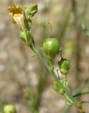 Linaria dulcis. Верхушка побега с бутоном, отцвётшим цветком и незрелыми коробочками. Украина, г. Запорожье, возле Детской железной дороги. 20.07.2013.