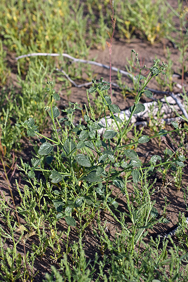 Изображение особи Heliotropium dasycarpum.