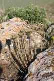 род Pseudosedum. Отцветающие растения. Южный Казахстан, горы Каракус. 16.05.2013.