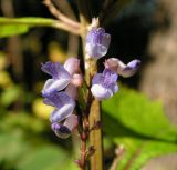 Isodon japonicus разновидность glaucocalyx. Верхушка соцветия. Приморский край, Спасский р-н, окр. с. Хвалынка, дубняк леспедециевый. 12.09.2013.