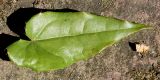 Epimedium acuminatum