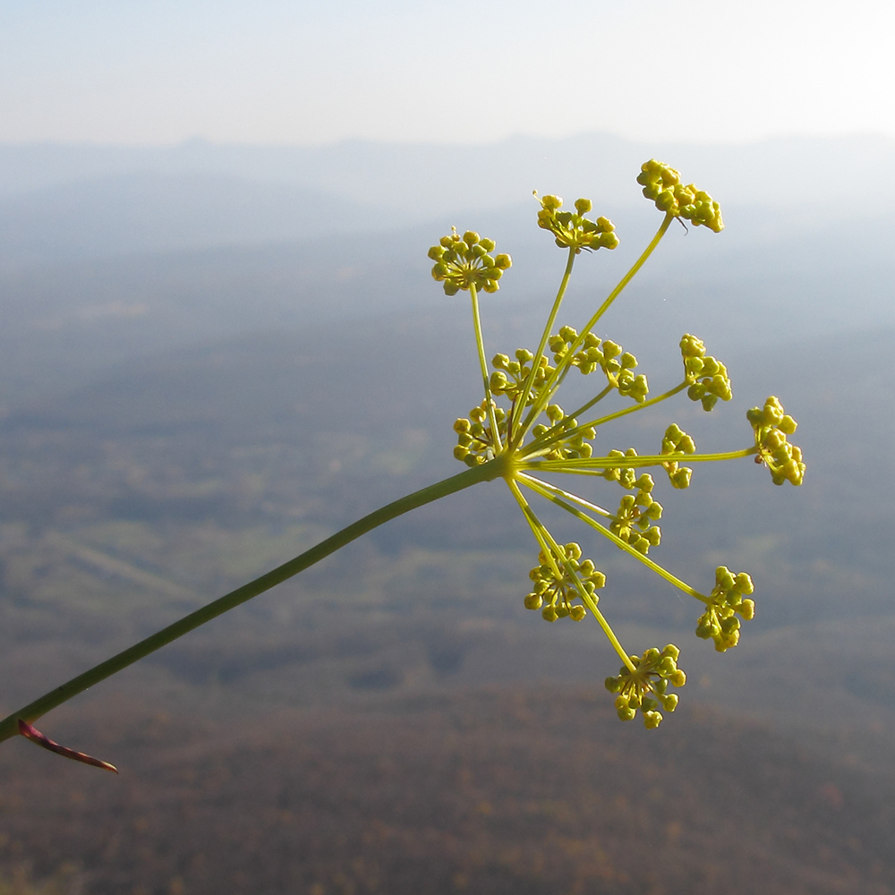 Изображение особи Peucedanum ruthenicum.