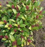 Skimmia japonica. Растение с развивающимися соцветиями. Германия, г. Кемпен, в культуре. 23.02.2014.