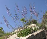 Salvia ringens