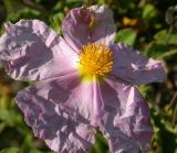 Cistus tauricus. Цветок. Крым, ландшафтный заказник \"Мыс Айя\". Июнь 2004г.