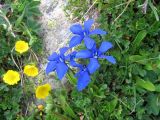 Gentiana angulosa