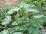 Abutilon theophrasti