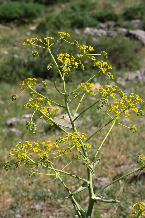 Изображение особи Ferula samarkandica.