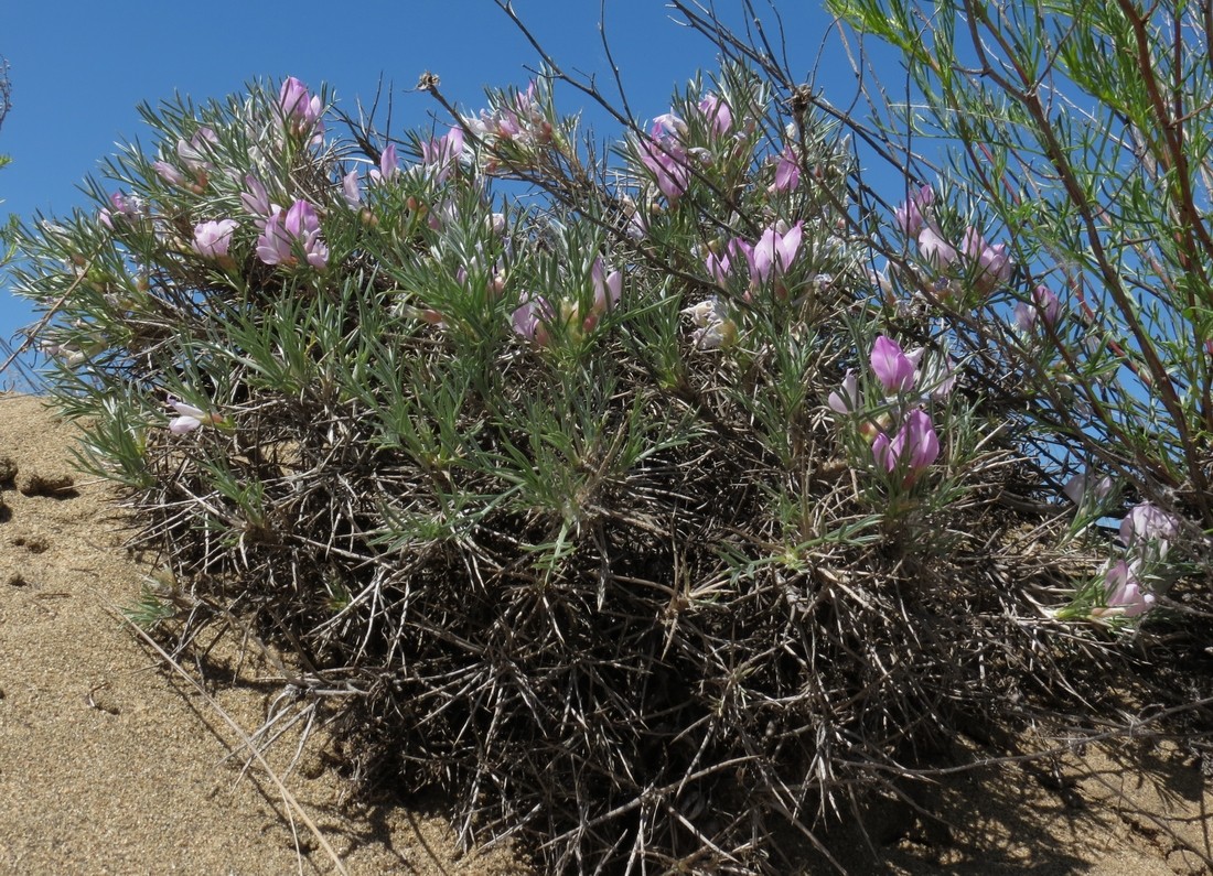 Изображение особи Oxytropis aciphylla.