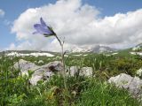 Campanula biebersteiniana