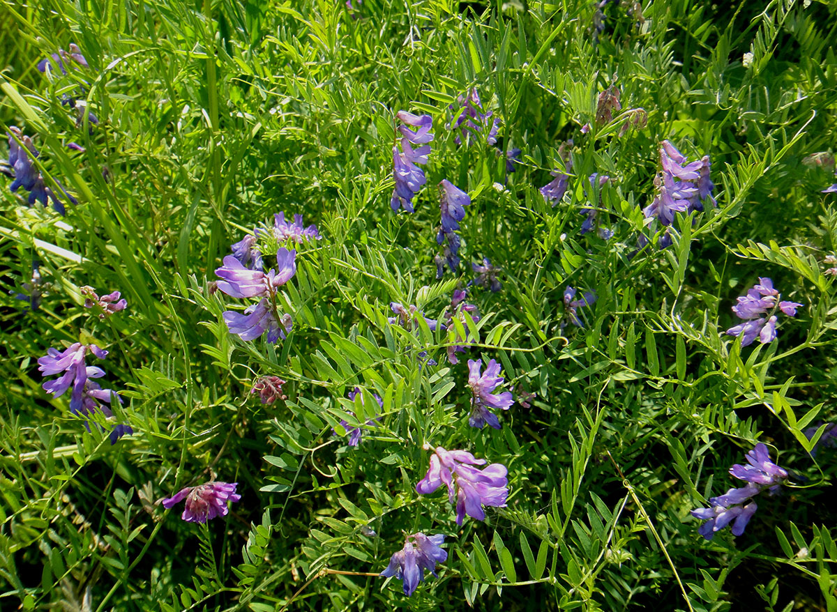 Изображение особи Vicia multicaulis.