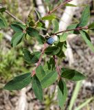 Lonicera stenantha. Плодоносящая ветвь. Кыргызстан, Нарынская обл., левый берег р. Нарын, долина руч. Бурган-Суу. 11.07.2015.